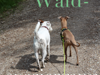 Spaziergang im Wald mit Hunde - Hundeblog miDoggy