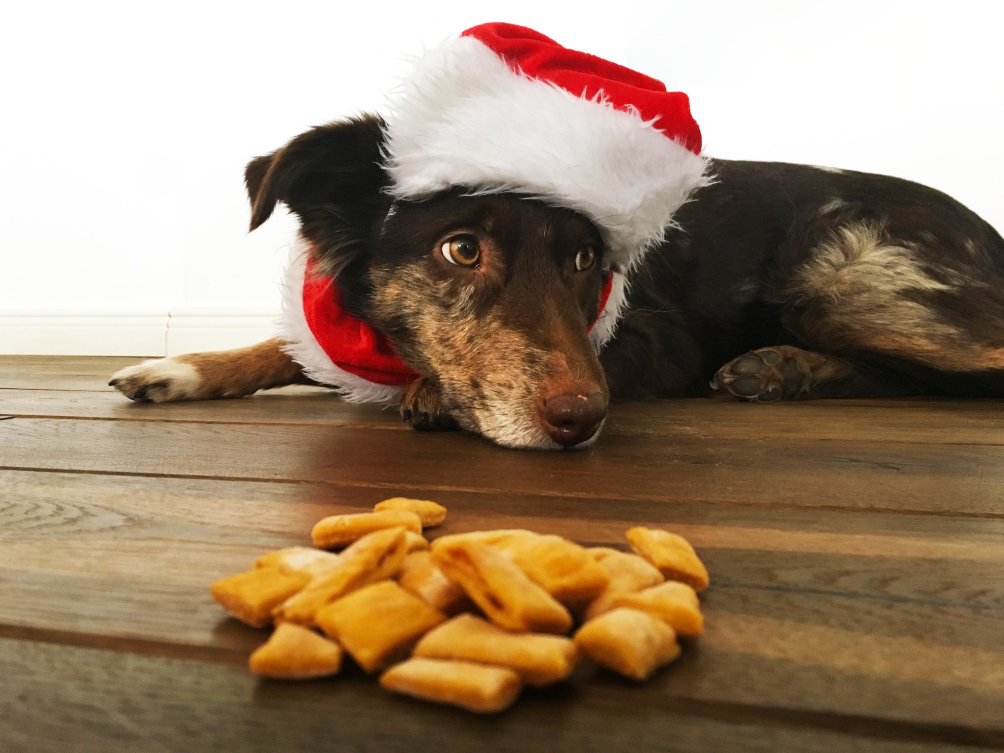 Weihnachtskekse für Hunde selberbacken