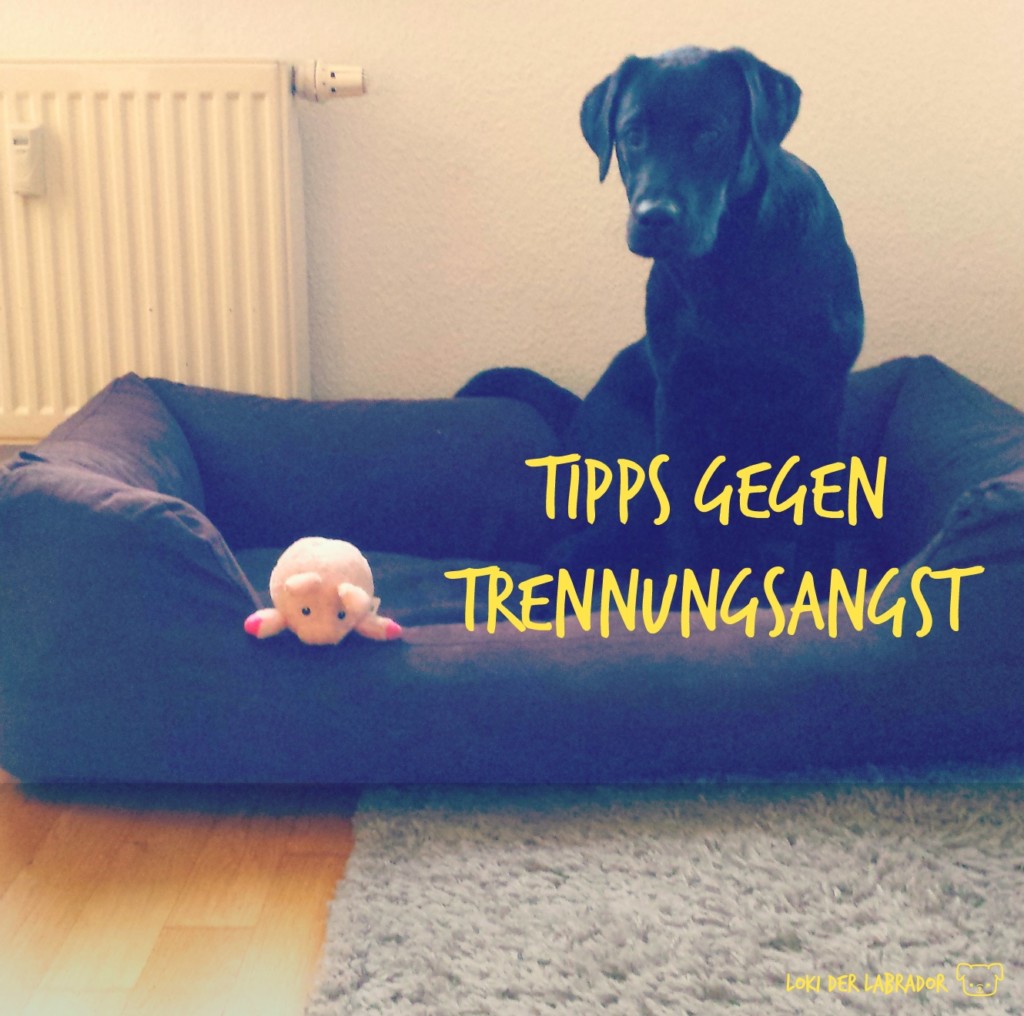 So lernt Dein Hund alleine zu Hause zu bleiben Tipps