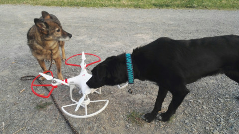 Hund Drohne Erfahrungen